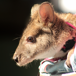 Sep. 2017 - Children's Zoo - Parma Wallaby