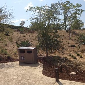 Foliage View Torward Bus Road