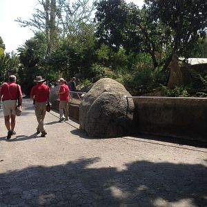 Meerkats Torward Kopje