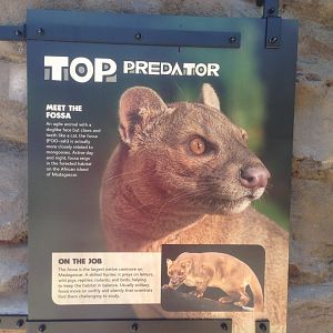 Fossa Info