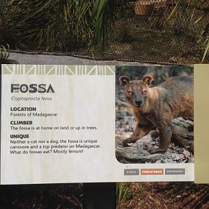 Fossa Sign