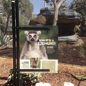 Lemur Info