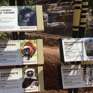 Lemur Signs