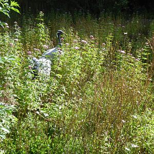 Free-roaming Demoiselle cranes 010817