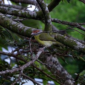 Rufous-browned pepper shrike