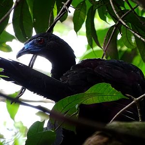 Black guan