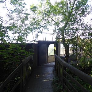 Snow leopard enclosure with walkthrough tunnel 010817