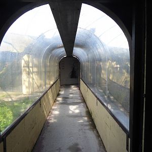 Tunnel through Snow leopard enclosure 010817