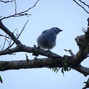 Blue-grey Tanager