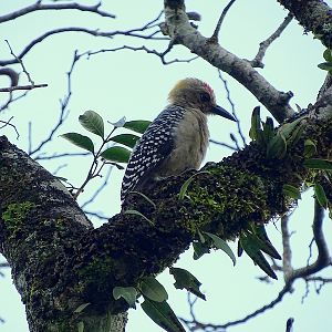 Hoffmann's Woodpecker