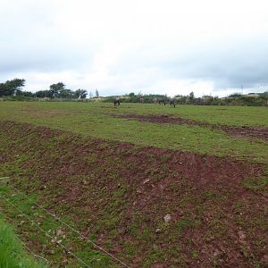 African savannah enclosure 020817