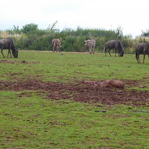 Blue wildebeest and Grant's zebras 020817