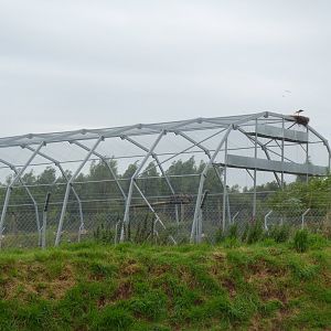 Walkthrough vulture aviary plus White stork and nest 020817