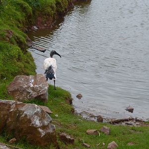Sacred ibis in walkthrough enclosure 020817