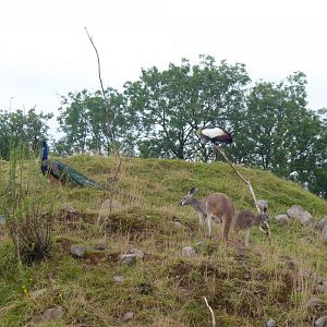 Inhabitants of large mixed walkthrough enclosure 020817