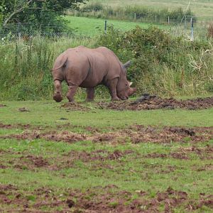 Southern white rhinoceros in African Savannah exhibit 020817