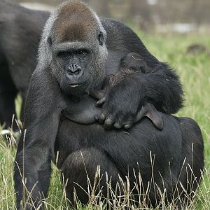 Gorilla 'Miliki' and 1 day old infant