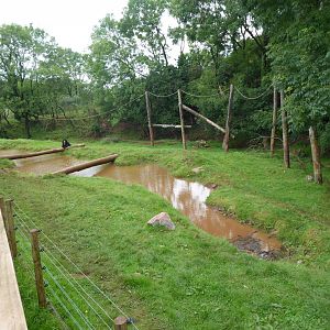Spectacled bear enclosure 020817