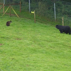 Spectacled bear and wallaby sp. 020817