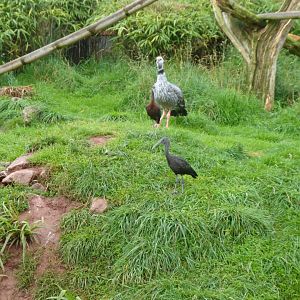 Southern screamer and Glossy ibises 020817