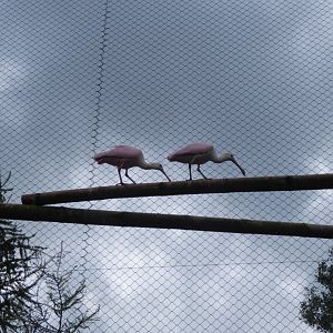 Roseate spoonbills 020817