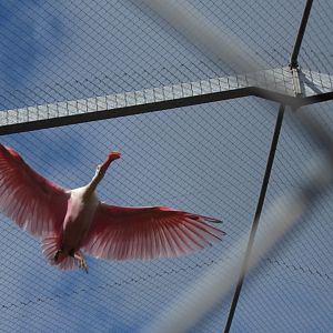 Roseate spoonbill 020817