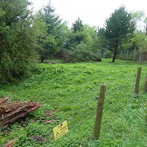 Giant anteater enclosure 020817