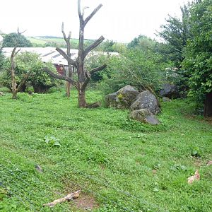 Giant anteater enclosure 020817