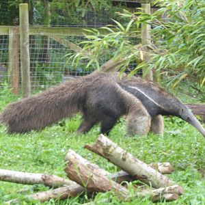 Giant anteater 020817