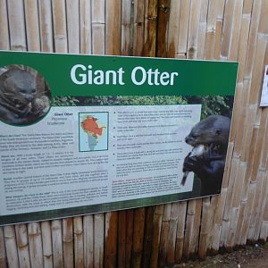 Giant otter sign 020817