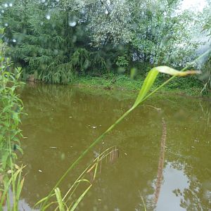Giant otter enclosure 020817