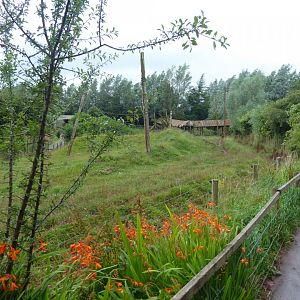 South American tapir and Maned wolf enclosure 020817