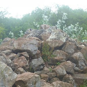 Snow leopards 020817