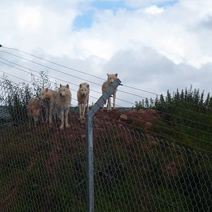 Arctic wolves 020817