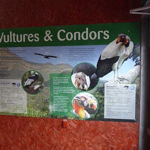 Information sign for Vultures and Condors 020817
