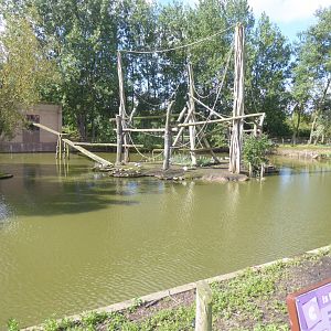 Primate island 020817