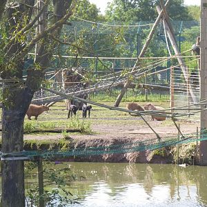Colombian black spider monkeys and Capybaras 040817