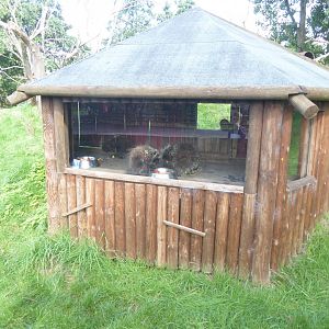 North American porcupine housing 040817