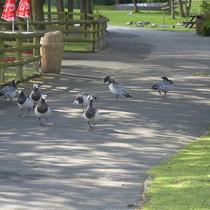 Barnacle geese 040817