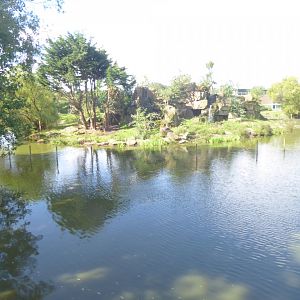 Gorilla Island 040817