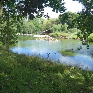 Caribbean flamingo enclosure 040817