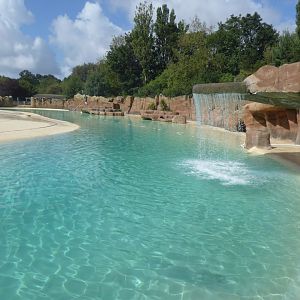 California sea-lion exhibit 040817