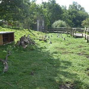 Walkthrough lemur exhibit 040817