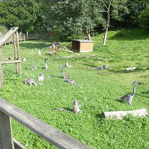 Walkthrough lemur exhibit 040817