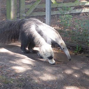 Giant anteater 040817