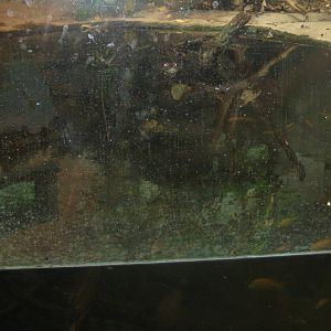 Rostock Zoo - Crocodile hall - Caiman exhibit