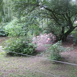 Rostock Zoo - Chilean flamingo exhibit