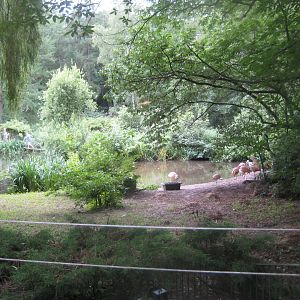 Rostock Zoo - Chilean flamingo exhibit