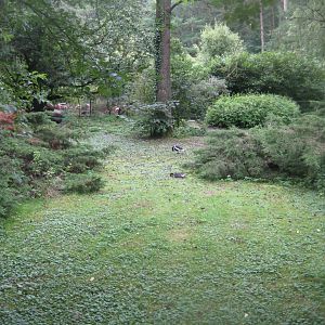 Rostock Zoo - Chilean flamingo exhibit