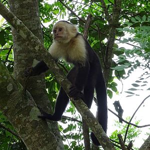 White-headed capuchin